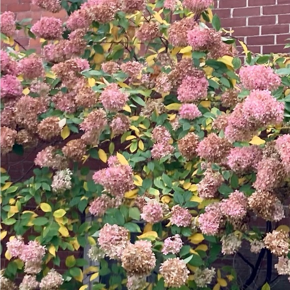 Autumn hunting scarf - Picture 2 of 6